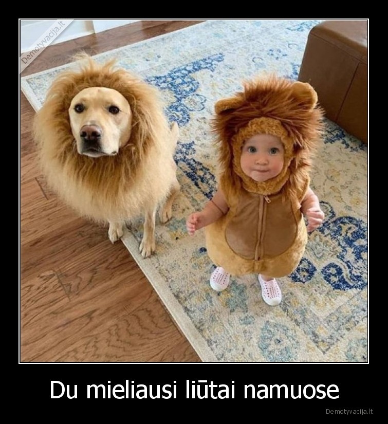 Du mieliausi liūtai namuose. 